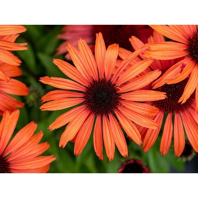 Echinacea purpurová SunMagic Vintage Orange