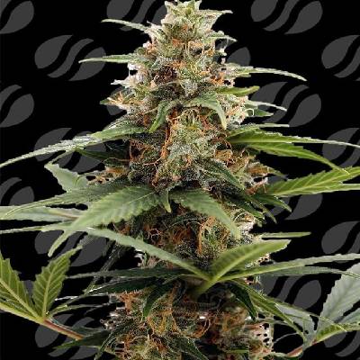 Original Sensible Seeds Orange Ooze semena neobsahují THC 3 ks