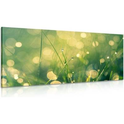 Obraz ranní rosa - 80x40