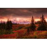DIMEX ART Флизелинов фототапет аляскински секвои 375 x 250 см