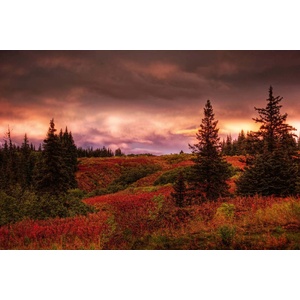 DIMEX ART Флизелинов фототапет аляскински секвои 375 x 250 см