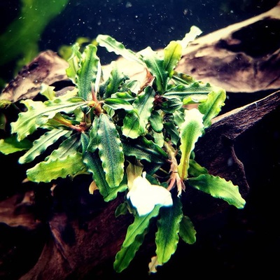 Bucephalandra sp. Aqua Artica 7 cm
