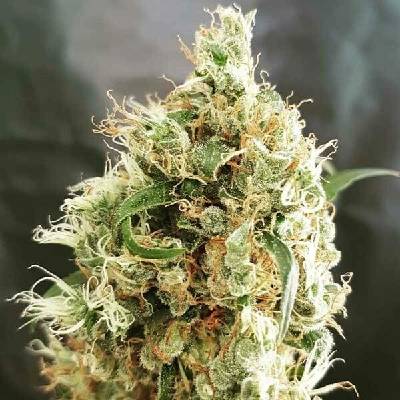 Freedom Of Seeds White Goblin AUTO semena neobsahují THC 3 ks