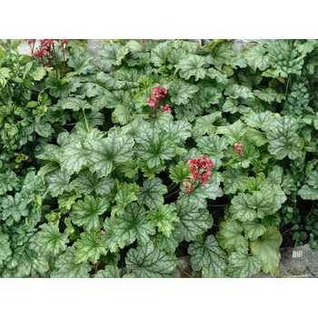Heuchera Dales Strain