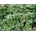 Heuchera Dales Strain