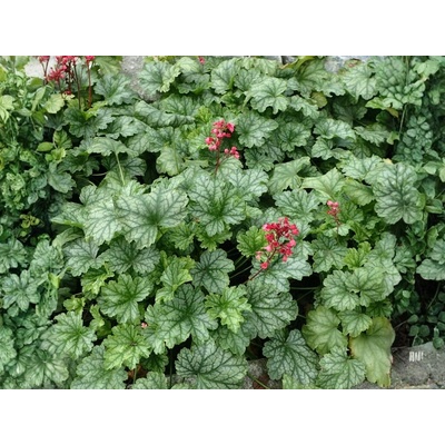 Heuchera Dales Strain