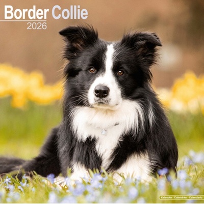 Border Collie Square Dog Breed Wall 16 Month 2026