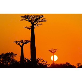 DIMEX ART s. r. o Флизелинов фототапет баобаб при залез 375 x 250 см