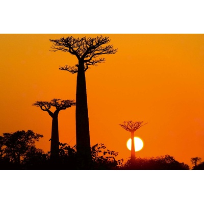 DIMEX ART Флизелинов фототапет баобаб при залез 375 x 250 см