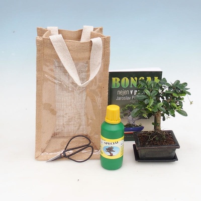 Pokojová bonsai v dárkové tašce - JUTA Carmona - čaj fuki