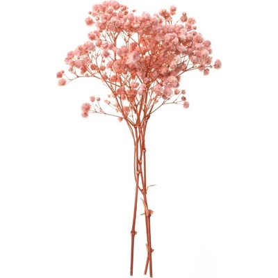DP Craft Stabilizovaný Šater (gypsophila) růžový 20cm