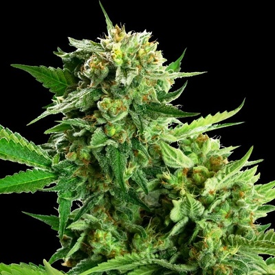 Sensi Seeds Research Blackberry Cake semienka neobsahujú THC 1 ks