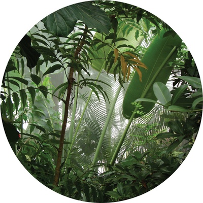 AG Design CR3313 Samolepicí vliesová fototapeta Jungle rozměry 140 x 140 cm