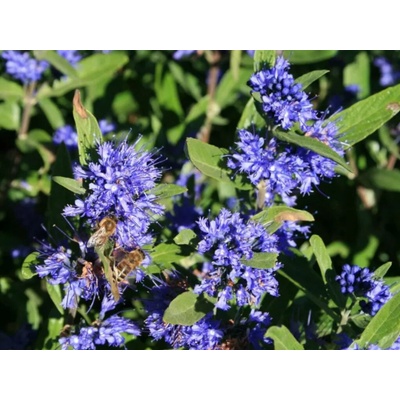Bradavec klandonský Kew Blue, výška 20-30 cm, kvetináč 15 cm