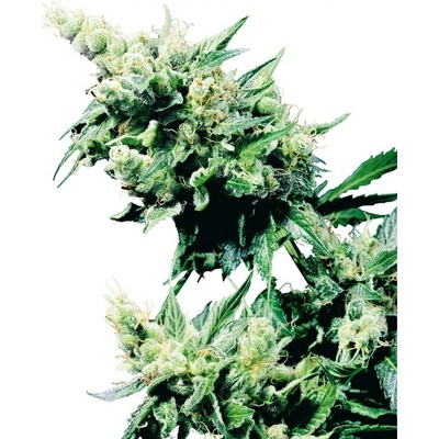 Sensi Seeds Hash Plant semena neobsahují THC 10 ks