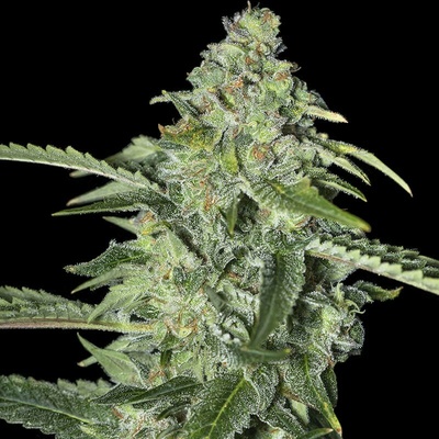 EVA Seeds TNT Kush CBD semienka neobsahujú THC 3 ks