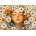 Castorland - Puzzle Spring Girl - 500 piese