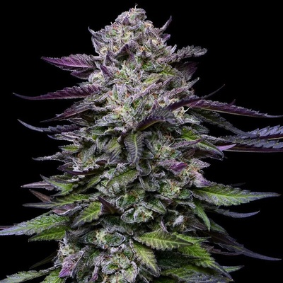 Humboldt Seed Company Candy Hustle semienka neobsahujú THC 5 ks
