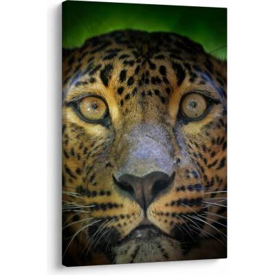 Obraz - Portrét leoparda, Sri Lanka, jednodílný 60x90 cm – Hledejceny.cz