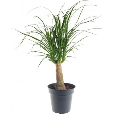 Sloní noha, Nolina recurvata, 1 výhon, průměr květináče 12 cm