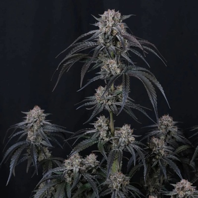 Fast Buds Mango Frost Auto semienka neobsahujú THC 1 ks
