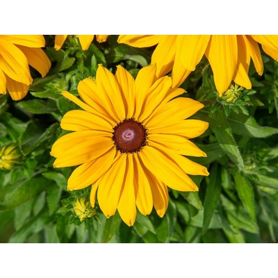 Rudbekia Sunbeckia Paulina - Rudbeckia, kont. 1 l