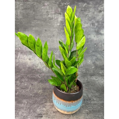 Zamioculcas Zamiofolia 12 cm (pokojovka do stínu)