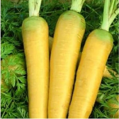 Mrkva Táborská žltá - Daucus carota - predaj semien - 150 ks