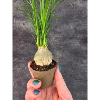 Nolina Recurvata mini (sloní noha)