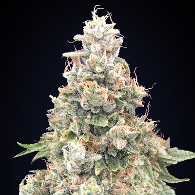 00 Seeds Bank California Kush Fast semena neobsahjí THC 3 ks