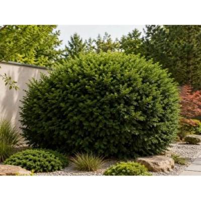 Tis prostredný (Taxus Media) ‘DENSIFORMIS’ - výška 20-30 cm, kont. C2L