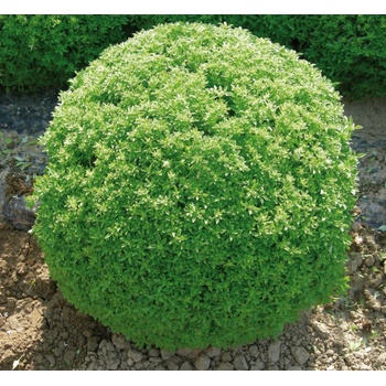 Image 1 of Hortus Босилек Гръцки мини Greco a palla