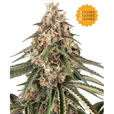 Sensi Seeds Garlic Gas semienka neobsahujú THC 5 ks