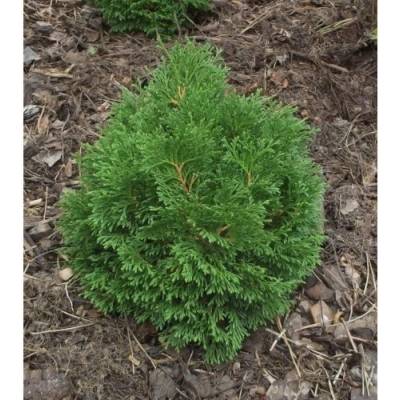 Tuja riasnatá (Thuja plicata) ´LITTLE BOY´ ® - výška 20-30 cm, kont. C5L, ∅ rastliny 15-20 cm