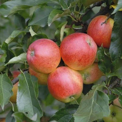 Jabloň jesenná BIO FloraSelf Bio Malus 'Gala' výška kmeňa 35-40 cm celková výška 80-90 cm kvetináč 5 l