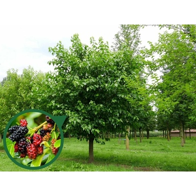 Moruša biela na kmienku, výška 250-320cm, obvod kmeňa 10-12cm, kont. 20-30l