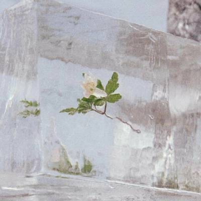 Efterklang - Windflowers (Limited Edition) (Clear Coloured) LP