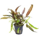 Cryptocoryne usteriana