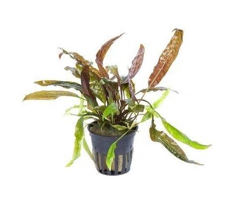 Cryptocoryne usteriana