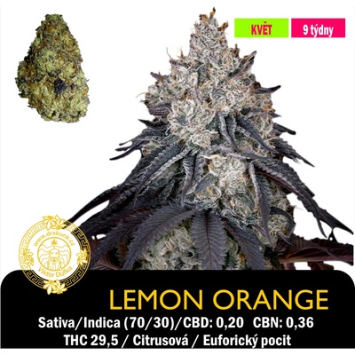 Green House Seeds Lemon Orange Feminizováno semena neobsahují THC 1 ks