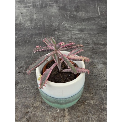 Kalanchoe Pink Butterfly minni