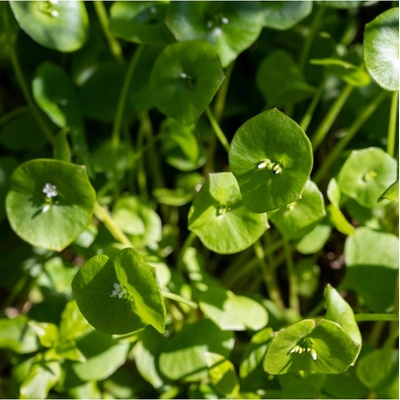 Portulák zimní - Batolka prorostlá - Claytonia perfoliata - prodej semen - 100 ks