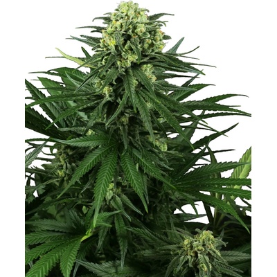 Sensi Seeds Honey Melon Kush Research semena neobsahují THC 3 ks
