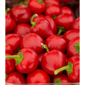 BIO Paprika Babybell červená - Capsicum annuum - bio semena papriky - 10 ks