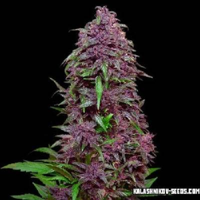 Kalashnikov Seeds Purple Mazar AUTO semena neobsahují THC 3 ks