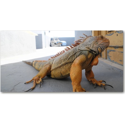 Foto-obraz na skle Iguana 100x50 cm