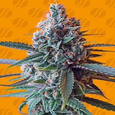 Original Sensible Seeds Slapz semienka neobsahujú THC 10 ks