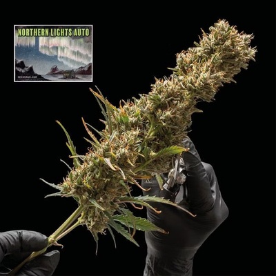SEEDSMAN Northern Lights semienka neobsahujú THC 5 ks