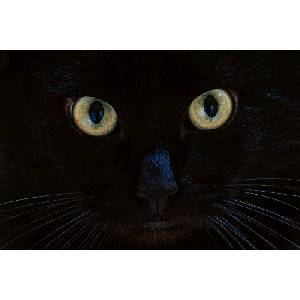 DIMEX ART Флизелинов фототапет поглед на черна котка 375 x 250 см