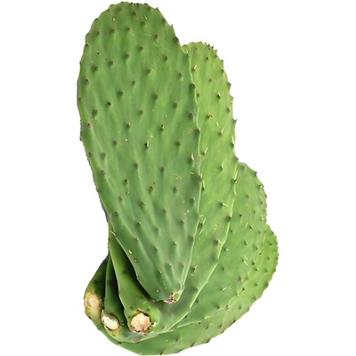 EasyFish list Opuncie 700-800 g